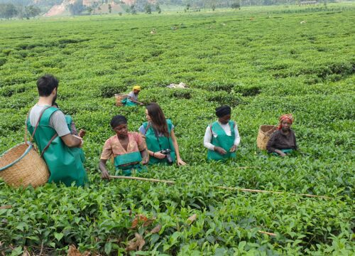 GUIDED TEA MAKING EXPERIENCE IN PFUNDA ON A BIKE IN GISENYI'S COUNTRYSIDE