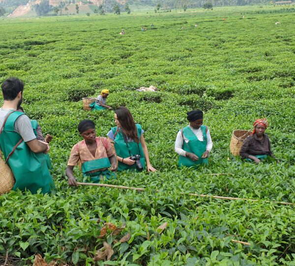 GUIDED TEA MAKING EXPERIENCE IN PFUNDA ON A BIKE IN GISENYI'S COUNTRYSIDE