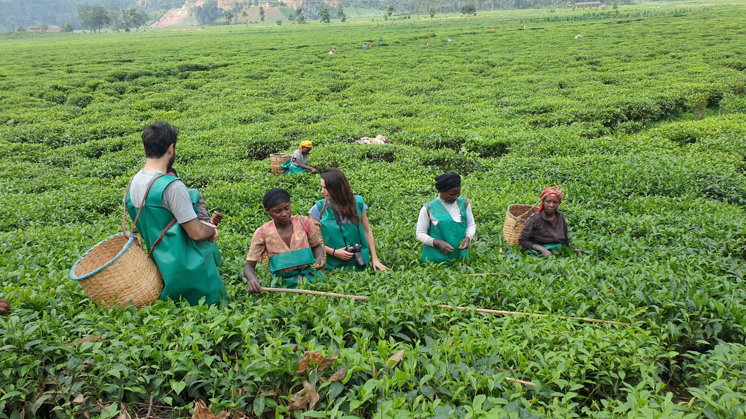 GUIDED TEA MAKING EXPERIENCE IN PFUNDA ON A BIKE IN GISENYI'S COUNTRYSIDE